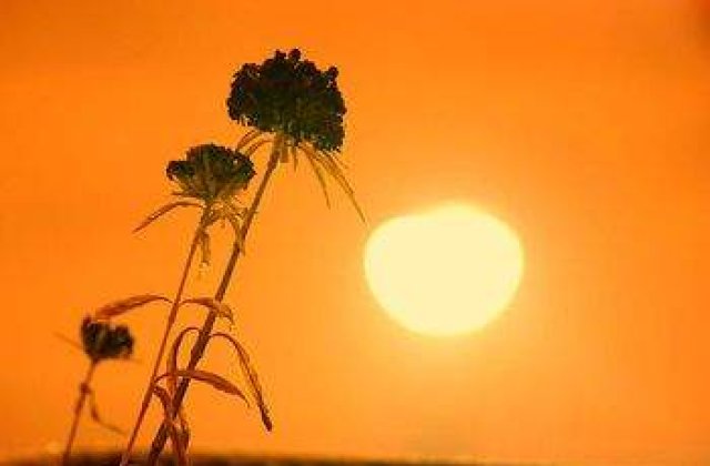 Cod galben de canicula in Bucuresti si 14 judete