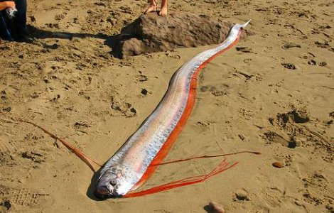  Video  Cutremurul din Japonia, prezis de o specie de pesti?