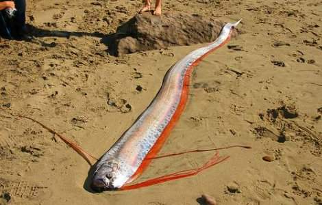  Video  Cutremurul din Japonia, prezis de o specie de pesti?