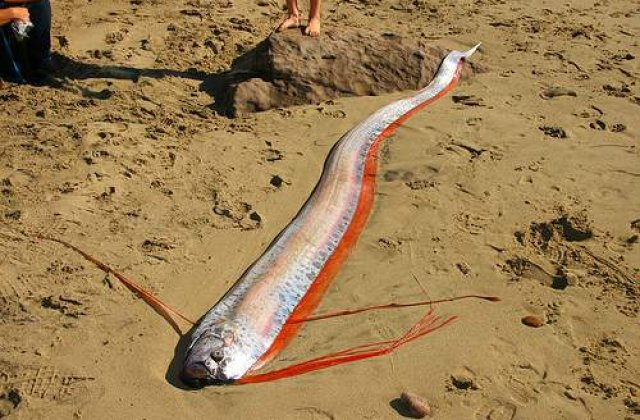 [VIDEO] Cutremurul din Japonia, prezis de o specie de pesti?