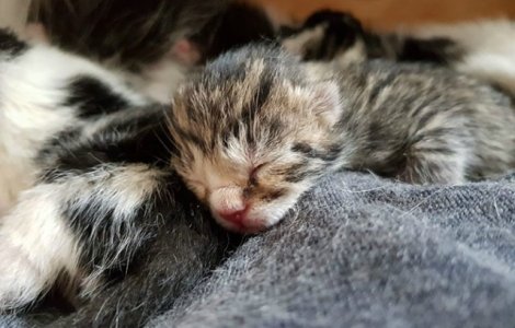 Fara sa aiba o pisica, un barbat a gasit in dormitor o pisica cu pisoi