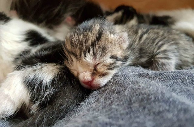 Un barbat a gasit in camera sa o pisica cu niste pisoi. Doar ca el nu avea nicio pisica