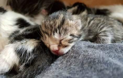 Fara sa aiba o pisica, un barbat a gasit in dormitor o pisica cu pisoi