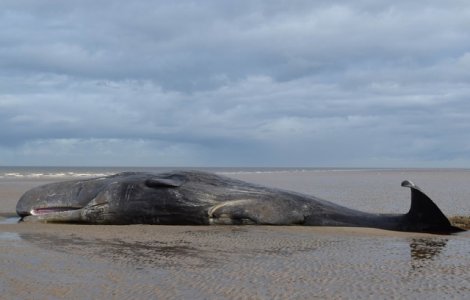 O balena esuata a murit pe o plaja din Thailanda, cu 8 kilograme de plastic in stomac
