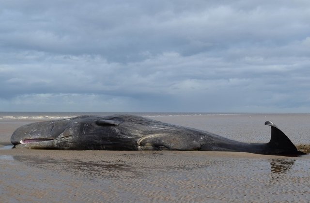O balena esuata a murit pe o plaja din Thailanda, cu 8 kilograme de plastic in stomac