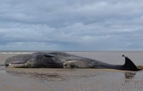 O balena esuata a murit pe o plaja din Thailanda, cu 8 kilograme de plastic in stomac