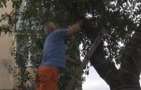 Ce a patit barbatul care a infasurat ciresul cu sarma ghimpata ca sa nu ajunga copiii la el