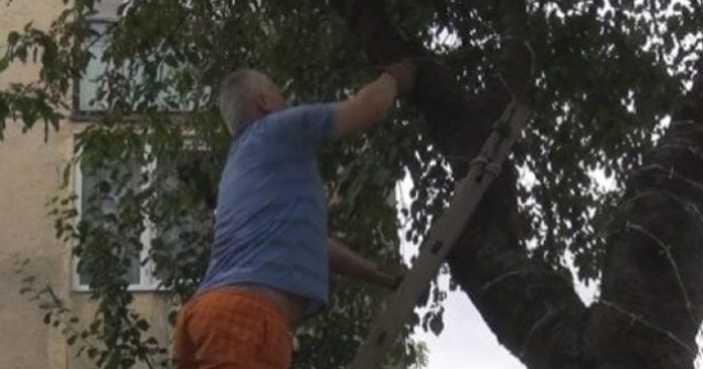 Ce a patit barbatul care a infasurat ciresul cu sarma ghimpata ca sa nu ajunga copiii la el
