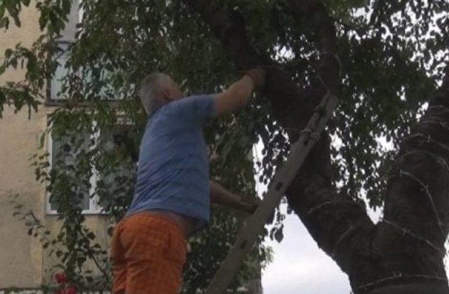 Ce a patit barbatul care a infasurat ciresul cu sarma ghimpata ca sa nu ajunga copiii la el