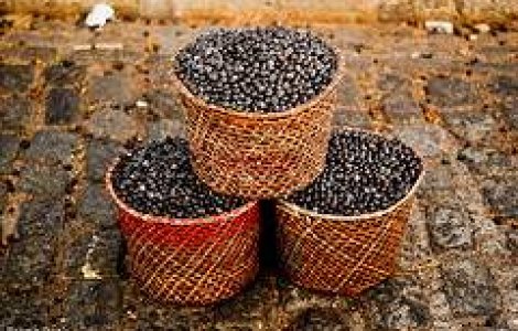 Acai, superfructul cu actiune antioxidanta exceptionala