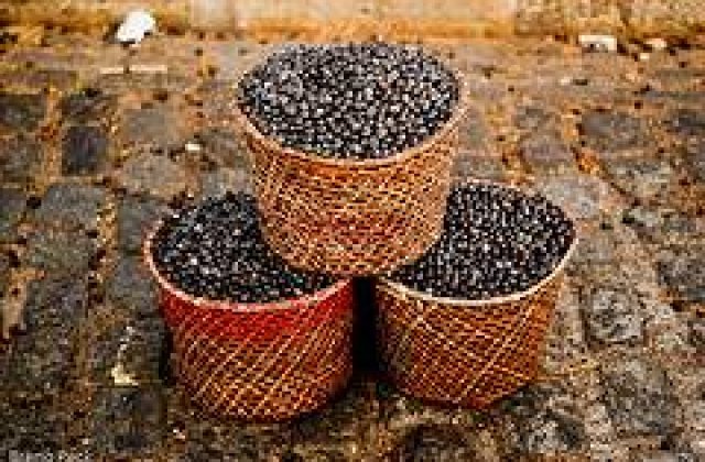 Acai, superfructul cu actiune antioxidanta exceptionala