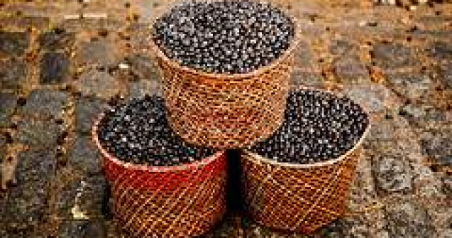 Acai, superfructul cu actiune antioxidanta exceptionala