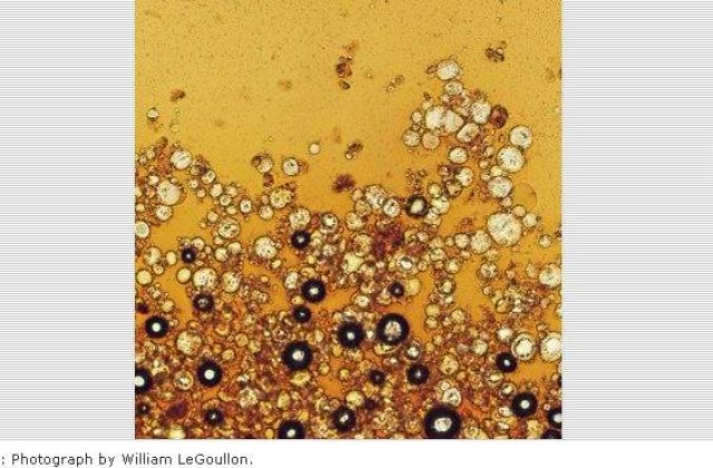 WOW: Cum arata cafeaua, cola si berea la microscop?