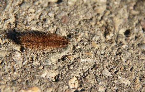 Primaria Capitalei se mobilizeaza impotriva omizilor paroase!