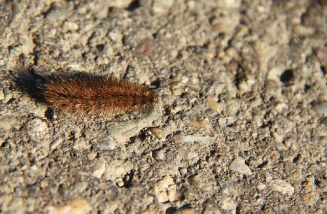 Primaria Capitalei se mobilizeaza impotriva omizilor paroase!