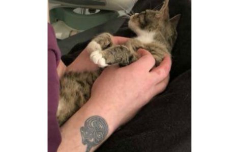 O pisica afla ca este gravida: reactia amuzanta a felinei