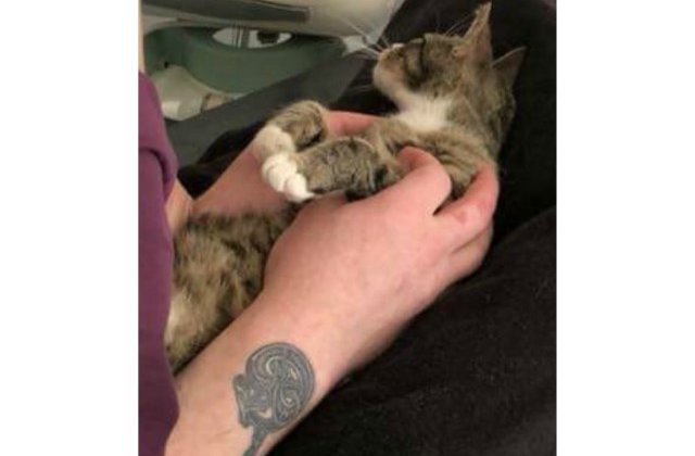 Reactia amuzanta a unei pisici cand afla ca e gravida