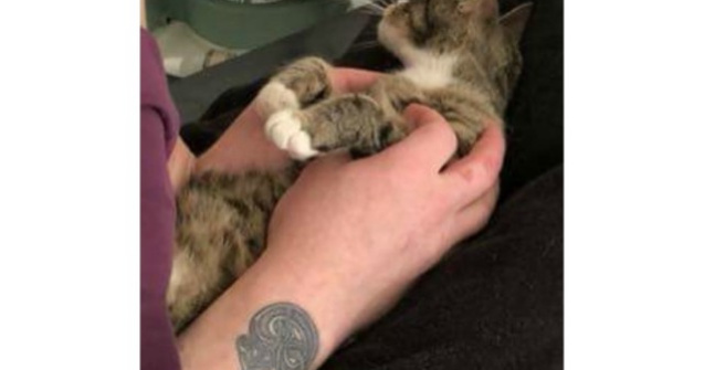 O pisica afla ca este gravida: reactia amuzanta a felinei