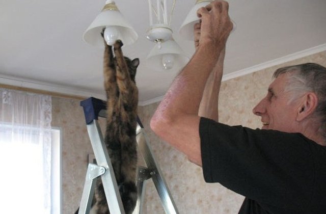 10+ momente amuzante, surprinse cand animalele adopta obiceiuri umane