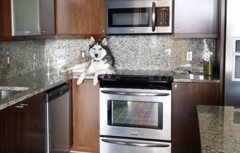  Top  10+ cei mai simpatici caini care au uitat din ce specie fac parte