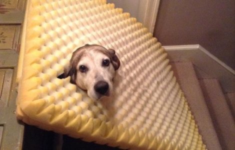  Top  15 cele mai ciudate comportamente ale cainilor, in imagini sugestive