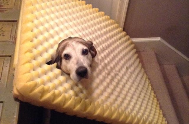 15 cele mai ciudate comportamente ale cainilor, in imagini sugestive