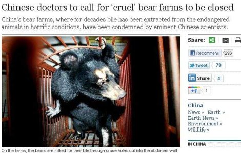 China: Mii de ursi torturati pentru a li se extrage lichidul biliar