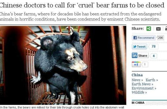 China: Mii de ursi torturati pentru a li se extrage lichidul biliar