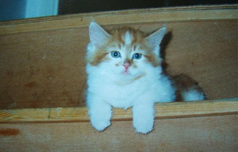 O pisica de 30 de ani ar putea detine titlul mondial pentru longevitate