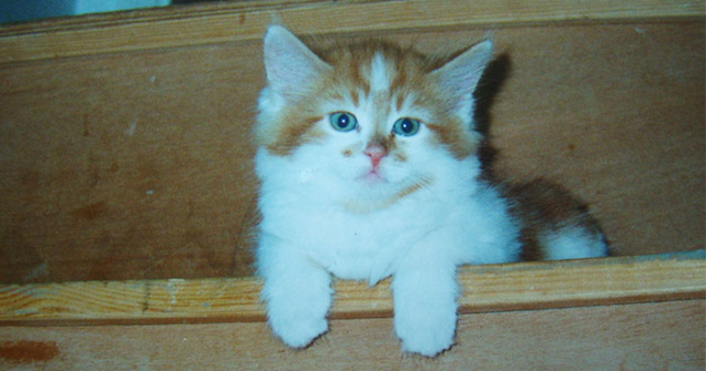 O pisica de 30 de ani ar putea detine titlul mondial pentru longevitate