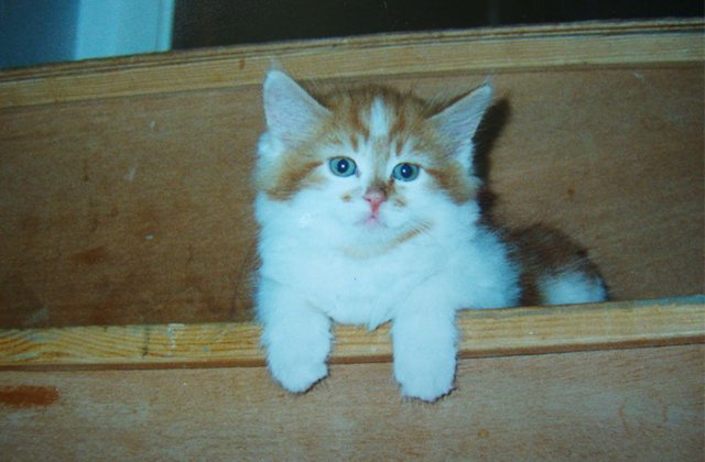 O pisica de 30 de ani ar putea detine titlul mondial pentru longevitate