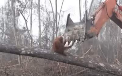 Un urangutan se lupta cu un...