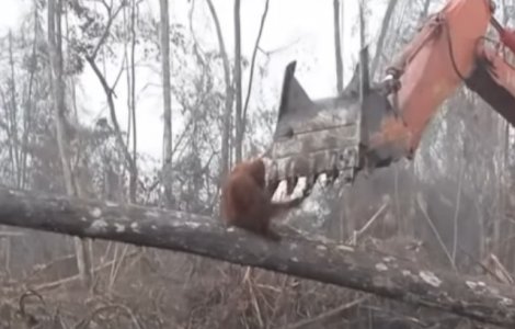 Un urangutan se lupta cu un buldozer sa isi salveze casa / VIDEO
