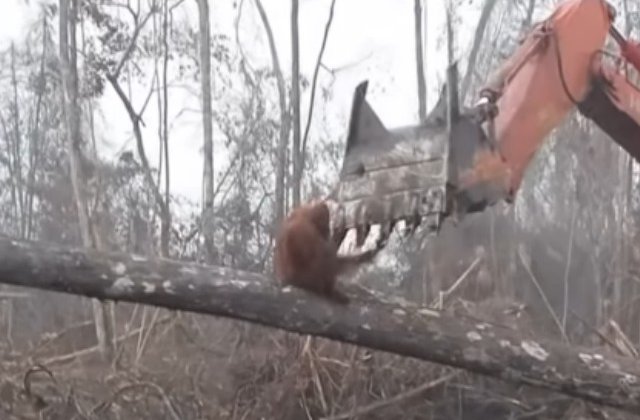 Un urangutan se lupta cu un buldozer sa isi salveze casa / VIDEO