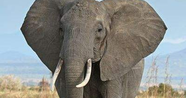 Consumerismul din China, o amenintare la adresa elefantilor din Africa