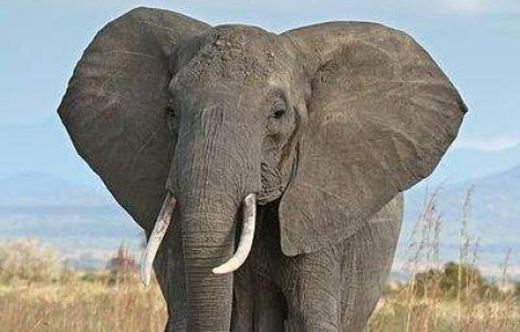 Consumerismul din China, o amenintare la adresa elefantilor din Africa