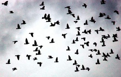 Ne ameninta din nou gripa aviara?