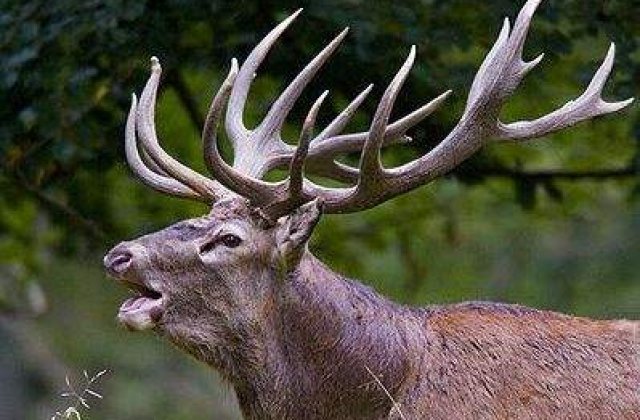 Descopera Animalul Interior: Cel mai incitant si inedit test de personalitate!