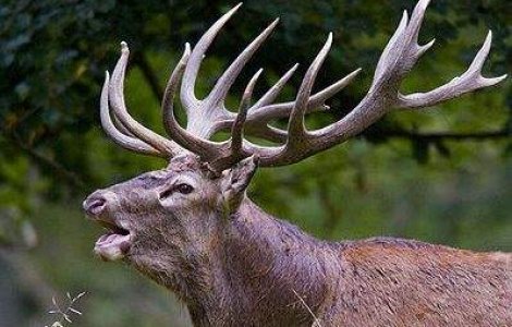 Descopera Animalul Interior: Cel mai incitant si inedit test de personalitate!