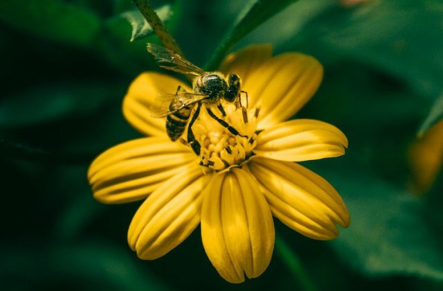 Diferente dintre albine si viespi: 6 detalii importante