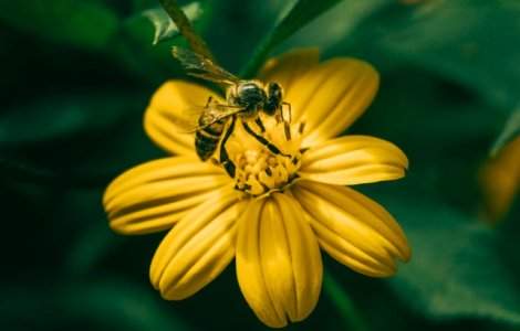  Top  Diferente dintre albine si viespi: 6 detalii importante