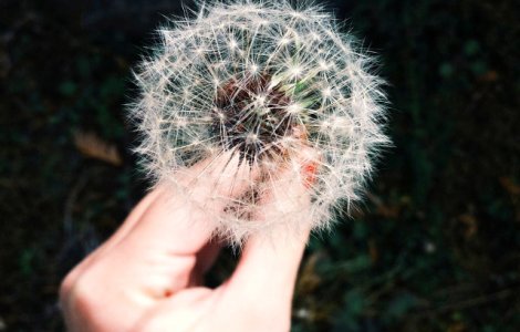  Top  10 remedii naturale care te scapa de alergii