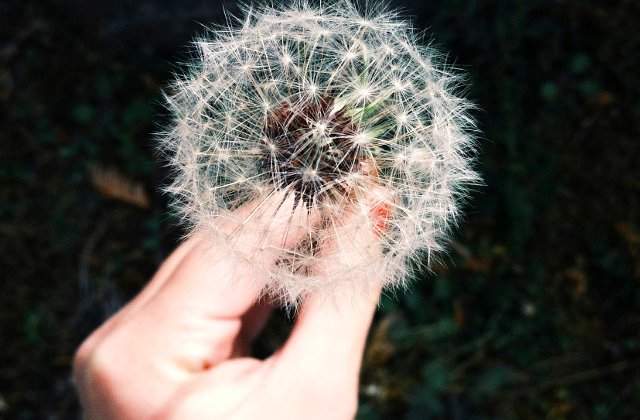 10 remedii naturale care te scapa de alergii