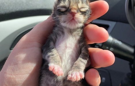 O poveste emotionanta: cum au fost salvati trei pisoi gasiti inghetati VIDEO