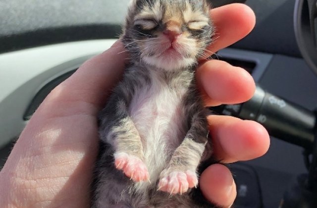 O poveste emotionanta: cum au fost salvati trei pisoi gasiti inghetati VIDEO