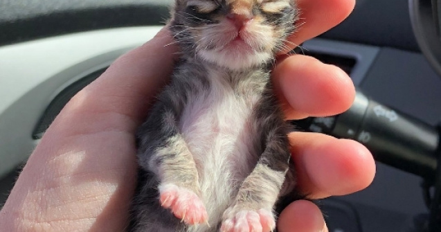 O poveste emotionanta: cum au fost salvati trei pisoi gasiti inghetati