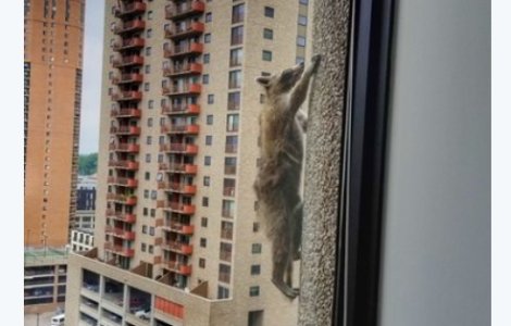 Un raton curajos a devenit vedeta urcand un zgarie-nori / VIDEO