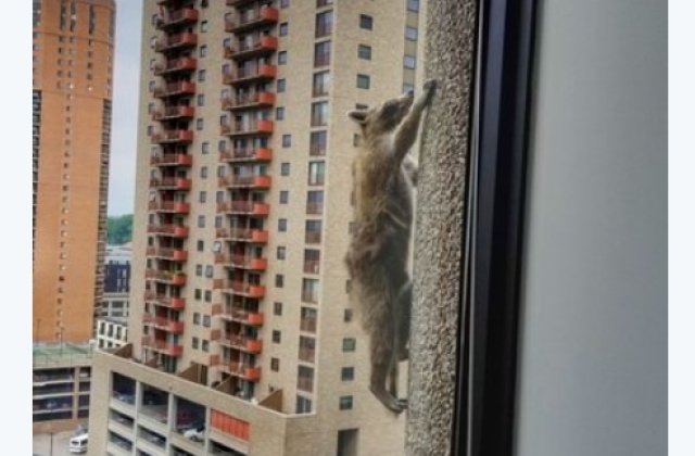 Un raton curajos a devenit vedeta urcand un zgarie-nori / VIDEO