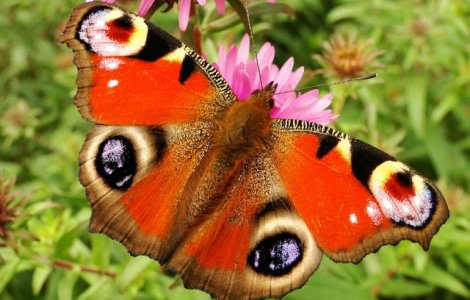  Top  13 cele mai rare si fascinante specii de fluturi din lume