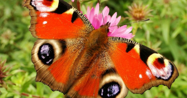  Top  13 cele mai rare si fascinante specii de fluturi din lume